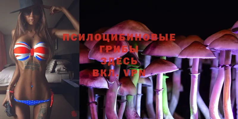 Псилоцибиновые грибы Cubensis  как найти закладки  Грязовец 